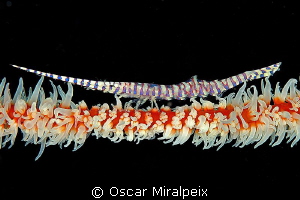 Longnose shrimp by Oscar Miralpeix 